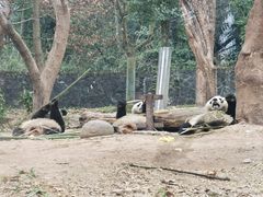 -都江堰中华大熊猫苑