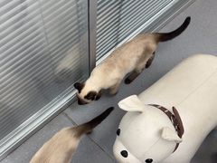 -心仪动物医院·牙专科·肿瘤·心脏科(西客站院)