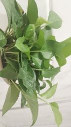 -FACE·日本小颜矫正美容整骨サロン