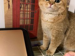 -东方名猫馆·英短金渐层布偶猫舍(环线广场1号楼店)