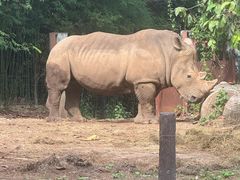 -清迈夜间动物园