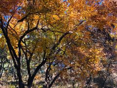 -北京西山国家森林公园