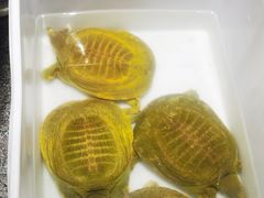 -洪湘记川湘·甲鱼馆(四海凯悦美食广场店)