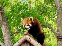 -石家庄市动物园