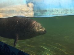 海豹馆-秦皇岛乐岛海洋王国