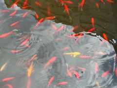 -长虫山生态公园风景林