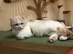 -猫和宫(六道口店)