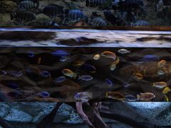 -上海海洋水族馆