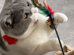 -瑞派康怡24h宠物医院·犬猫医疗中心·微创绝育(瑞景分院)