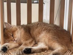 -猫咪博物馆(顶澳仔猫街店)