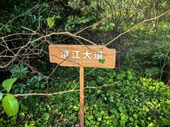 -上海滨江森林公园
