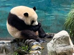 -中国大熊猫保护研究中心雅安碧峰峡基地