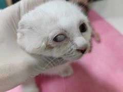 -北京观赏动物医院·24小时大型综合·猫专科·异宠专科