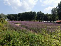 -紫海香堤香草艺术庄园