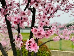 -贡湖湾湿地公园