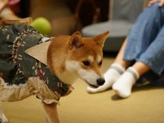 -逗柴咖啡屋·狗咖猫咖宠物桌游