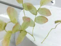 -威利旺卡烘焙西点蛋糕培训(朝阳校区)