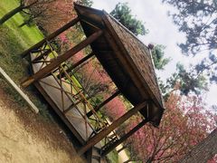 -日照海滨国家森林公园