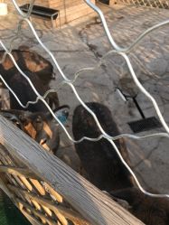 点击看大图 -萌宠亲子动物乐园(槐房万达店)