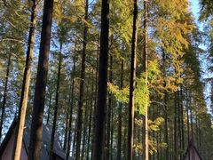 -黄海国家森林公园