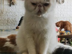 -平行世界·猫咖(首经贸店)