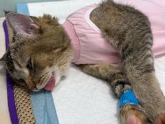 -纳吉亚猫专科动物医院博雅分院