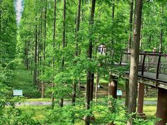 -黄海国家森林公园