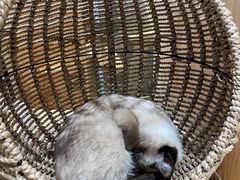 -藏猫猫咖啡主题馆(中央大道店)