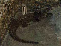 -上海大自然野生昆虫馆(东方明珠·爬宠昆虫探索中心)