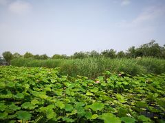 -绿堤公园