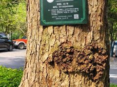 -东明山森林公园