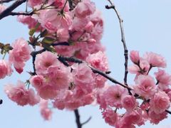-天适樱花悠乐园