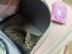 -芭比堂宠物医院·全科爱猫医院·仁德分院