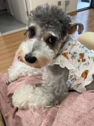 -Adore nail日式美甲美睫