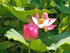 -莲花池公园