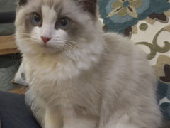 -猫十亿·布偶金渐层·曼基康矮脚猫舍(青年路店)