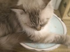 -共舞时光猫咖·狗咖(新街口店)