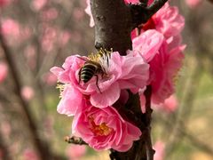 -无锡梅园公园