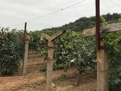 -北京张裕爱斐堡酒庄