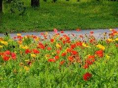 -上海共青森林公园