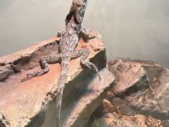 -朵云书院(滴水湖店)