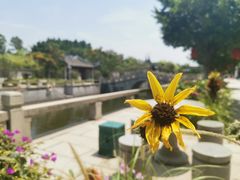 -南沙蒲洲花园