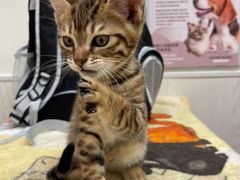 -凯特喵百思猫专科医院
