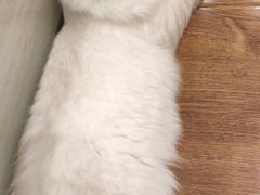 -绒爪撸猫下午茶·猫咖
