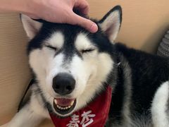 -Husky Go! 哈士奇体验馆·宠物咖啡厅狗咖