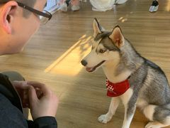 -Husky Go! 哈士奇体验馆·宠物咖啡厅狗咖