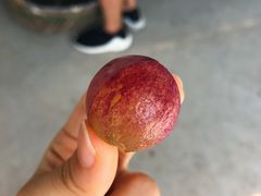 -马陆小张葡萄园农家乐