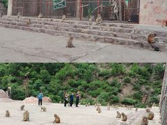 -历山猕猴源景区