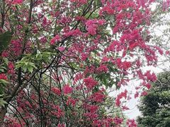 -广州市白云山风景名胜区