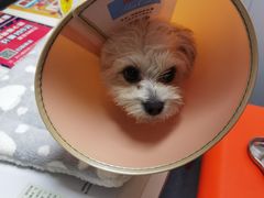 -伟伟宠物医院·CT影像中心·瑞派犬猫综合性门诊(汉口总院)